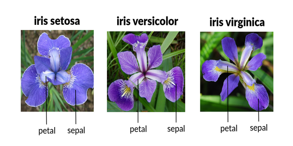 iris-dataset